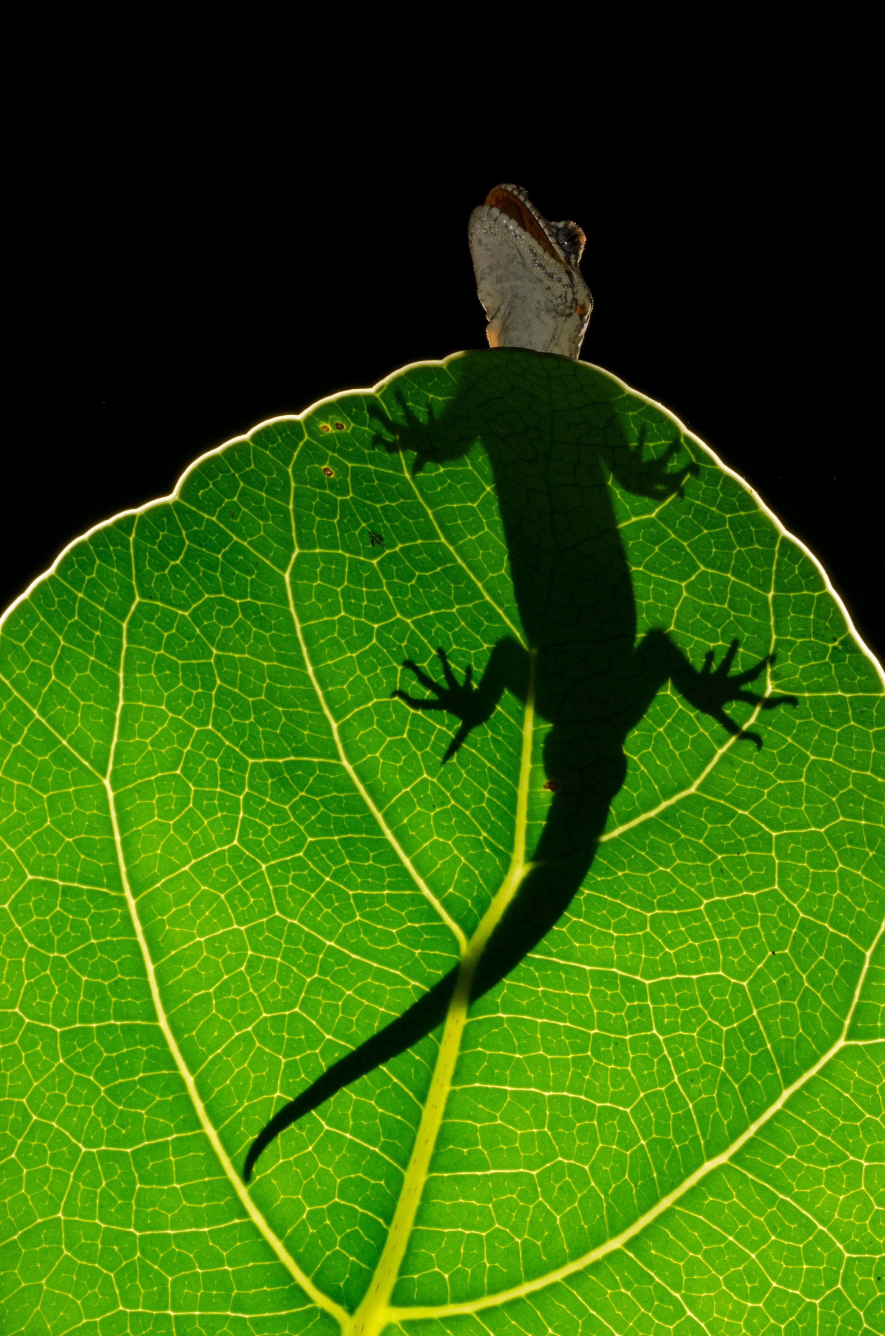 DSC_5178 – Forest, gecko, Hoplodactylus, granulatus, lizard, Crispin, reptiles, amphibians, rare, cold, blood, new, new zealand, zealand, nz